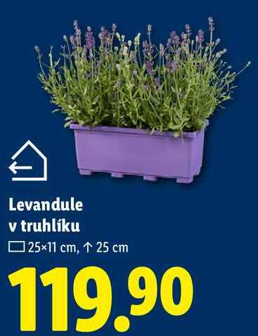 Levandule v truhlíku