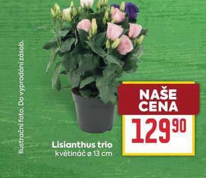 Lisianthus trio květináč 13 cm
