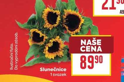 Slunečnice 1 svazek