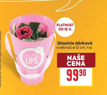 Gloxínie dárková květináč o 12 cm, 1 ks