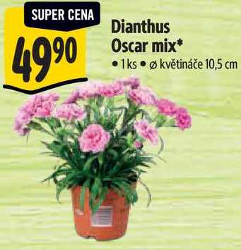 Dianthus Oscar mix